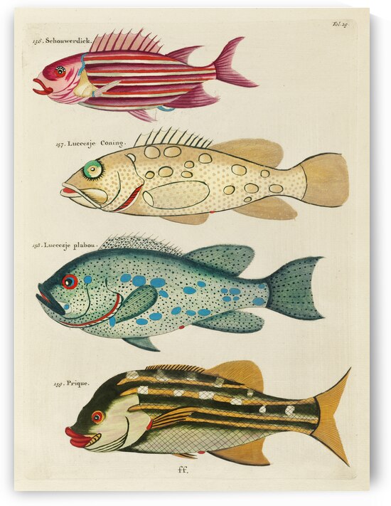 Colourful and surreal illustrations of fishes found in Moluccas Indonesia and the East Indies by Louis Renard 1678 -1746 from Histoire naturelle des plus rares curiositez de la mer des Indes 1754. by IStockHistory com
