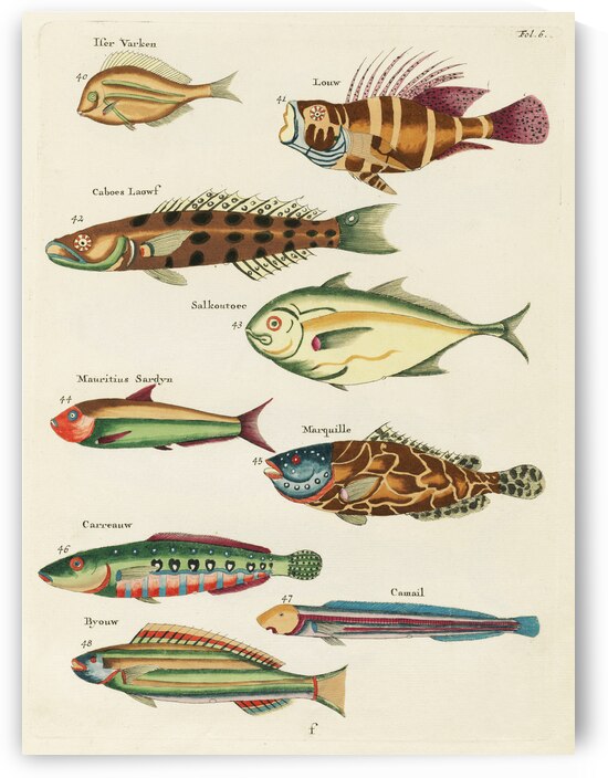 Colourful and surreal illustrations of fishes found in Moluccas Indonesia and the East Indies by Louis Renard 1678 -1746 from Histoire naturelle des plus rares curiositez de la mer des Indes 1754. by IStockHistory com