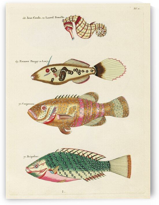 Colourful and surreal illustrations of fishes and sea horse found in Moluccas Indonesia and the East Indies by Louis Renard 1678 -1746 from Histoire naturelle des plus rares curiositez de la mer des Indes 1754. by IStockHistory com