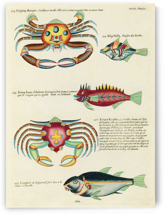 Colourful and surreal illustrations of fishes and crabs found in Moluccas Indonesia and the East Indies by Louis Renard 1678 -1746 from Histoire naturelle des plus rares curiositez de la mer des Indes 1754. by IStockHistory com