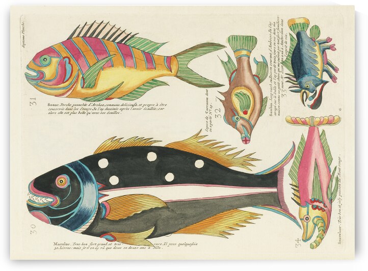 Colourful and surreal illustrations of fishes found in Moluccas Indonesia and the East Indies by Louis Renard 1678 -1746 from Histoire naturelle des plus rares curiositez de la mer des Indes 1754. by IStockHistory com