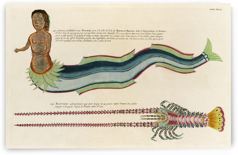 Illustrations of a siren and lobster found in the Moluccas Indonesia and the East Indies by Louis Renard 1678 -1746 from Histoire naturelle des plus rares curiositez de la mer des Indes 1754. by IStockHistory com