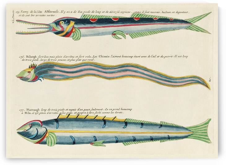 Illustrations of a siren and lobster found in the Moluccas Indonesia and the East Indies by Louis Renard 1678 -1746 from Histoire naturelle des plus rares curiositez de la mer des Indes 1754. by IStockHistory com
