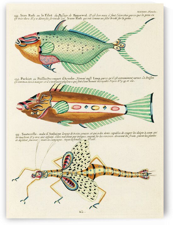 Colourful and surreal illustrations of fishes found in Moluccas Indonesia and the East Indies by Louis Renard 1678 -1746 from Histoire naturelle des plus rares curiositez de la mer des Indes 1754. by IStockHistory com