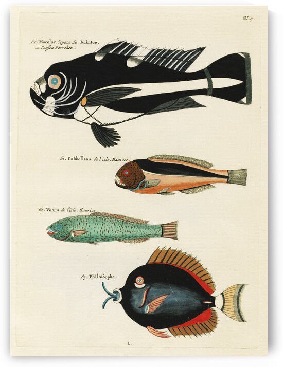 Colourful and surreal illustrations of fishes found in Moluccas Indonesia and the East Indies by Louis Renard 1678 -1746 from Histoire naturelle des plus rares curiositez de la mer des Indes 1754. by IStockHistory com
