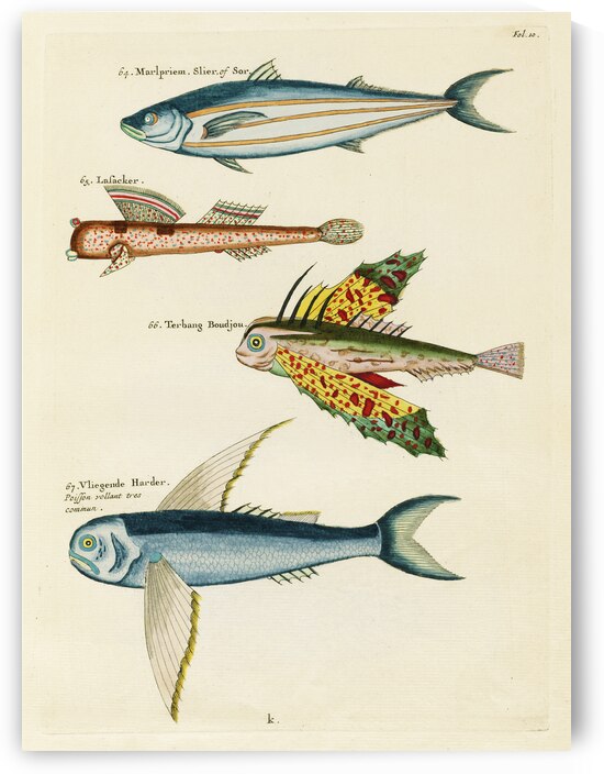 Colourful and surreal illustrations of fishes found in Moluccas Indonesia and the East Indies by Louis Renard 1678 -1746 from Histoire naturelle des plus rares curiositez de la mer des Indes 1754. by IStockHistory com
