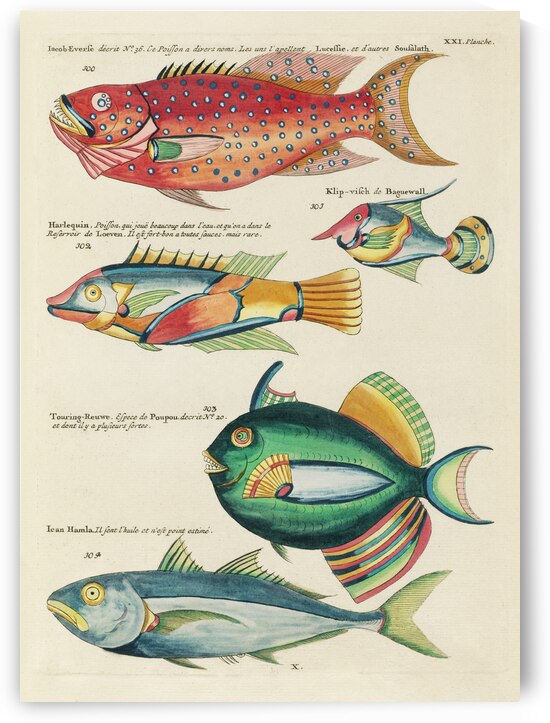 Colourful and surreal illustrations of fishes found in Moluccas Indonesia and the East Indies by Louis Renard 1678 -1746 from Histoire naturelle des plus rares curiositez de la mer des Indes 1754. by IStockHistory com