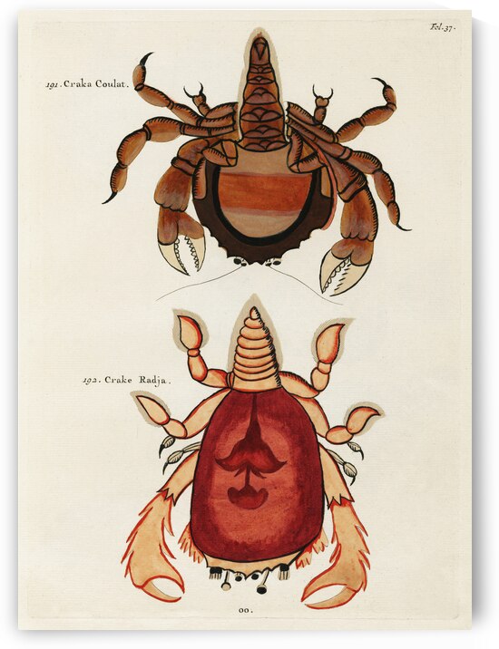 Colourful and surreal illustrations of crabs found in Moluccas Indonesia and the East Indies by Louis Renard 1678 -1746 from Histoire naturelle des plus rares curiositez de la mer des Indes 1754. by IStockHistory com
