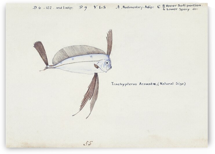 Antique Ribbonfish South Pacific Fishes by Frank Edward Clarke 1849-1899.  by IStockHistory com