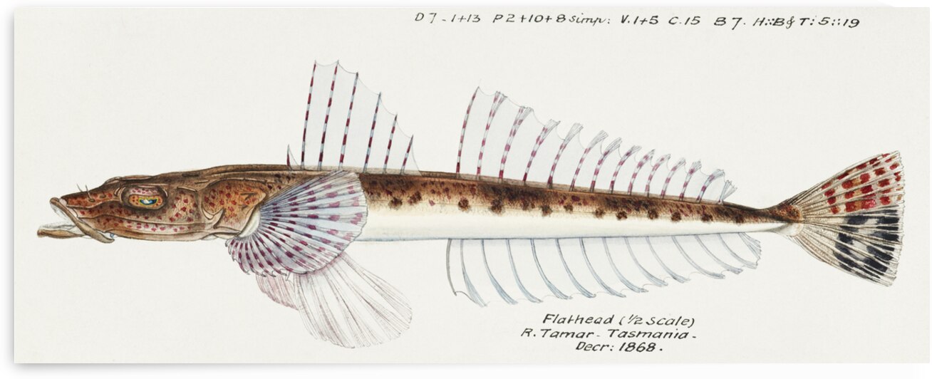 Antique fish platycephalus sp flathead South Pacific Fishes by Frank Edward Clarke 1849-1899.  by IStockHistory com