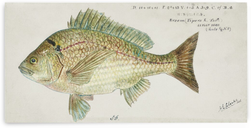 Antique fish acanthopagrus butcheri black bream South Pacific Fishes by Frank Edward Clarke 1849-1899.  by IStockHistory com