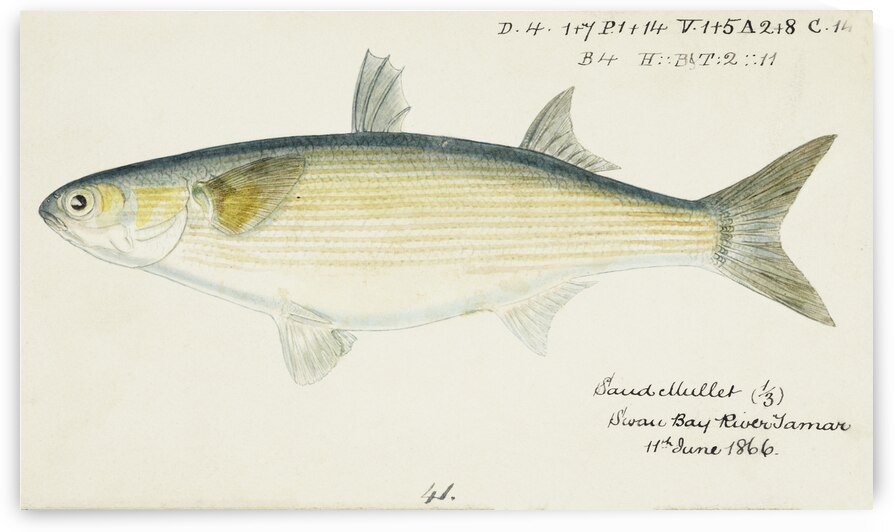 Antique fish myxus elongatus sand mullet South Pacific Fishes by Frank Edward Clarke 1849-1899.  by IStockHistory com