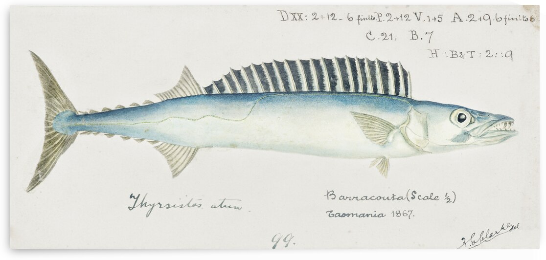 Antique fish thyrsites atun barracouta South Pacific Fishes by Frank Edward Clarke 1849-1899.  by IStockHistory com