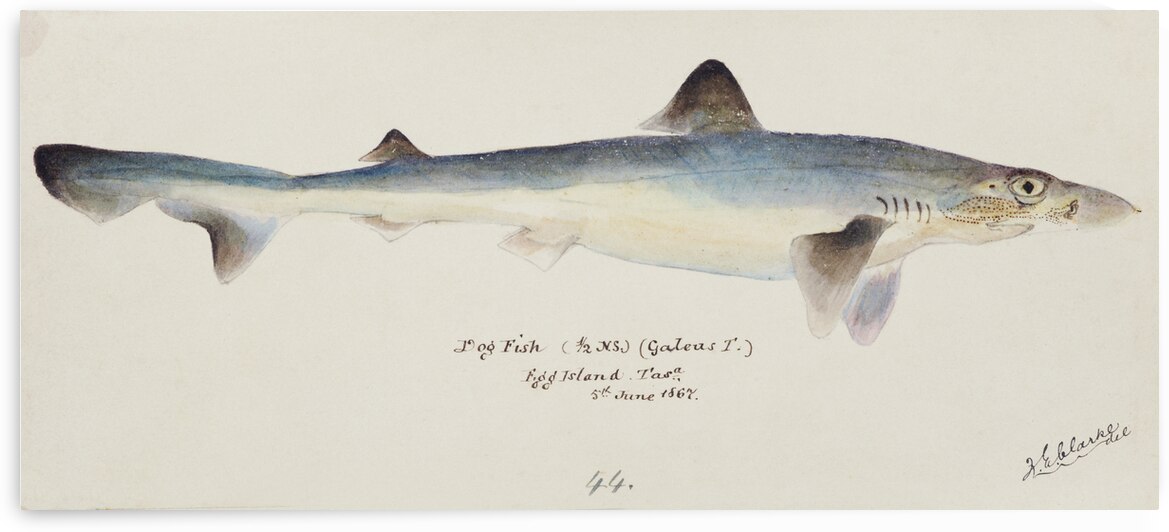 Antique fish galeorhinus galeus requiem shark South Pacific Fishes by Frank Edward Clarke 1849-1899.  by IStockHistory com