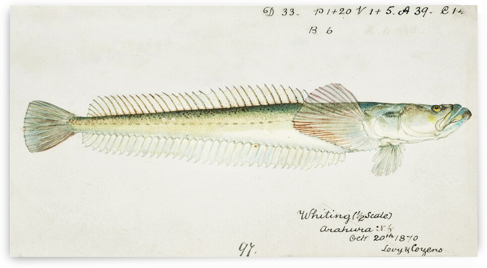 Antique fish crapatulus novaezealandiae sand stargazer South Pacific Fishes by Frank Edward Clarke 1849-1899.  by IStockHistory com