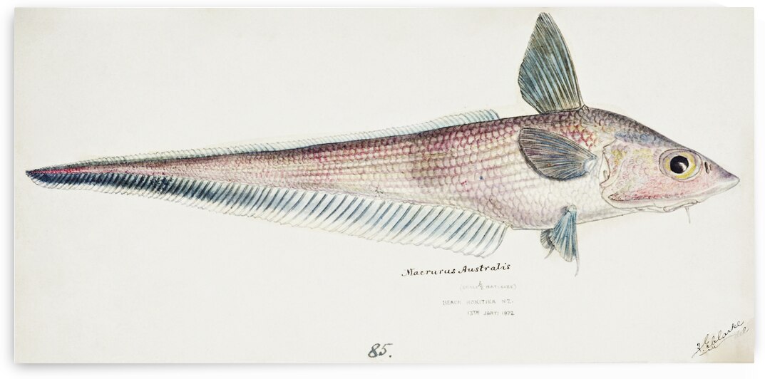 Antique fish Coelorinchus sp NZ : Rattail South Pacific Fishes by Frank Edward Clarke 1849-1899.  by IStockHistory com