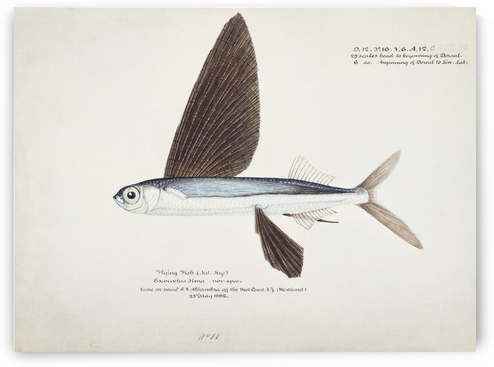 Antique Flyfish South Pacific Fishes by Frank Edward Clarke 1849-1899.  by IStockHistory com