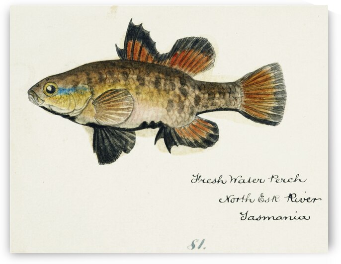 Antique Flyfish South Pacific Fishes by Frank Edward Clarke 1849-1899.  by IStockHistory com