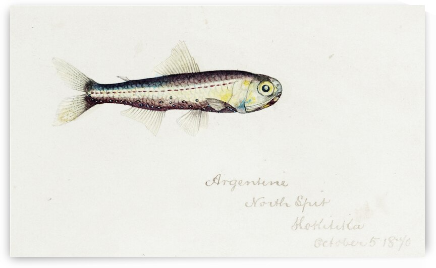 Antique fish Maurolicus muelleri South Pacific Fishes by Frank Edward Clarke 1849-1899.  by IStockHistory com