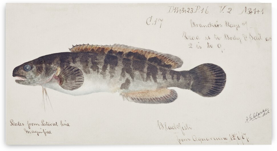 Antique fish bladefish possibly freshwater specimen South Pacific Fishes by Frank Edward Clarke 1849-1899.  by IStockHistory com