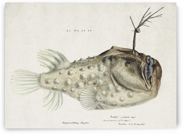 Antique Prickly anglerfish South Pacific Fishes by Frank Edward Clarke 1849-1899.  by IStockHistory com