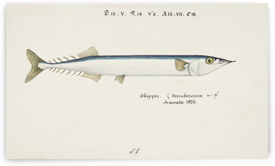 Antique fish Scomberesox Saurus South Pacific Fishes by Frank Edward Clarke 1849-1899.  by IStockHistory com
