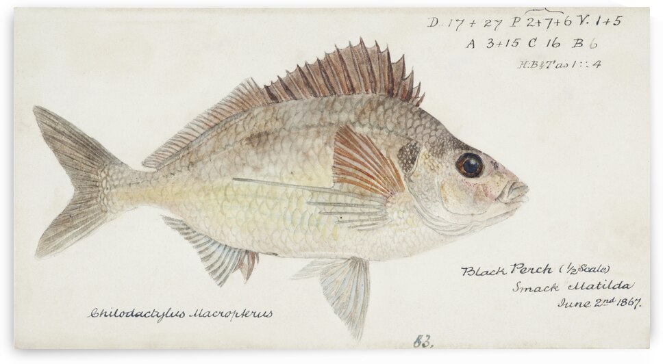 Antique fish nemadactylus macropterus tarakihi South Pacific Fishes by Frank Edward Clarke 1849-1899.  by IStockHistory com