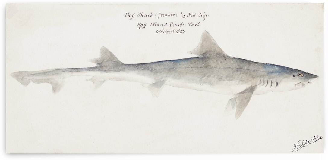 Antique fish mustelus antarcticus dogfish South Pacific Fishes by Frank Edward Clarke 1849-1899.  by IStockHistory com