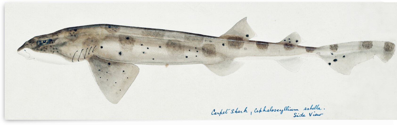 Antique fish Carpet Shark South Pacific Fishes by Frank Edward Clarke 1849-1899.  by IStockHistory com