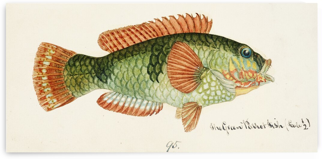 Antique fish Labrida South Pacific Fishes by Frank Edward Clarke 1849-1899.  by IStockHistory com