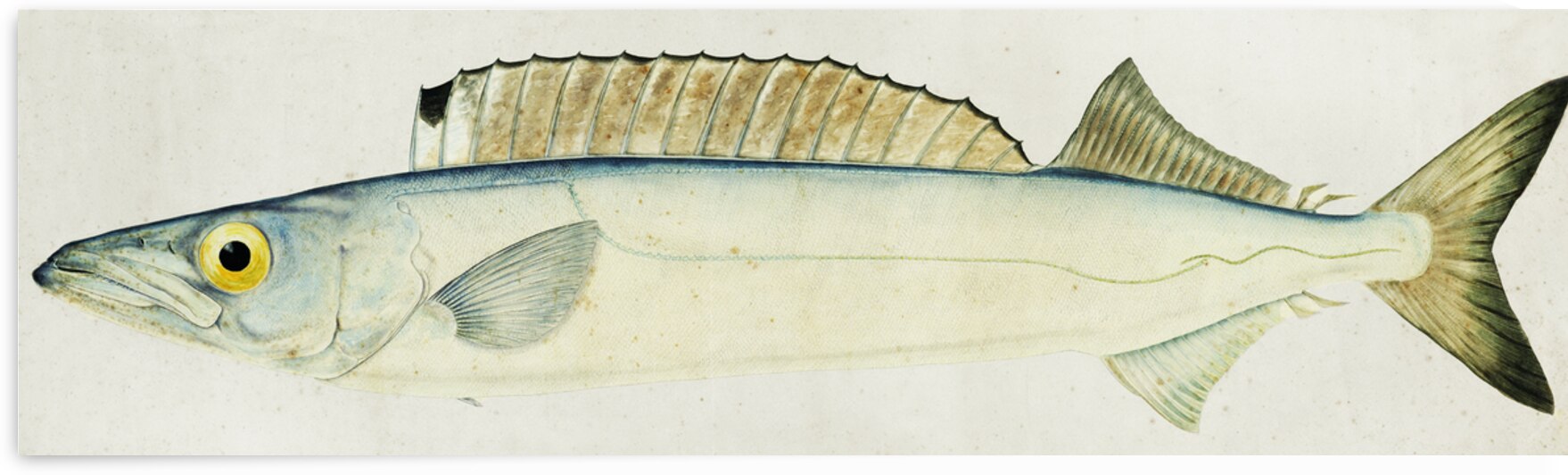 Antique fish Rexea furcifera Waite South Pacific Fishes by Frank Edward Clarke 1849-1899.  by IStockHistory com