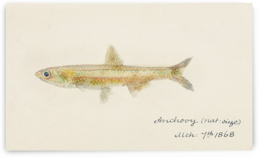 Antique fish engraulis australis anchovy South Pacific Fishes by Frank Edward Clarke 1849-1899.  by IStockHistory com