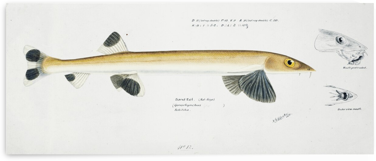 Antique fish gonorynchus fosteri sand fish South Pacific Fishes by Frank Edward Clarke 1849-1899.  by IStockHistory com