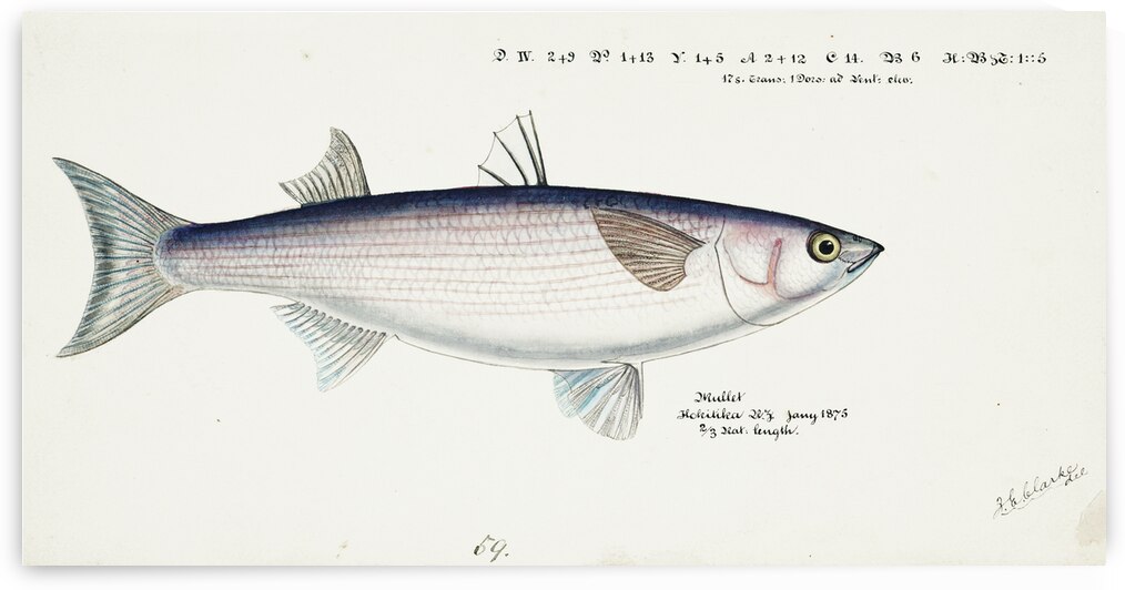 Antique fish Flathead grey mullet South Pacific Fishes by Frank Edward Clarke 1849-1899.  by IStockHistory com