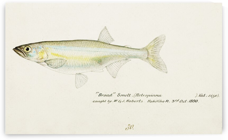 Antique fish Retropinna Retropinna South Pacific Fishes by Frank Edward Clarke 1849-1899.  by IStockHistory com