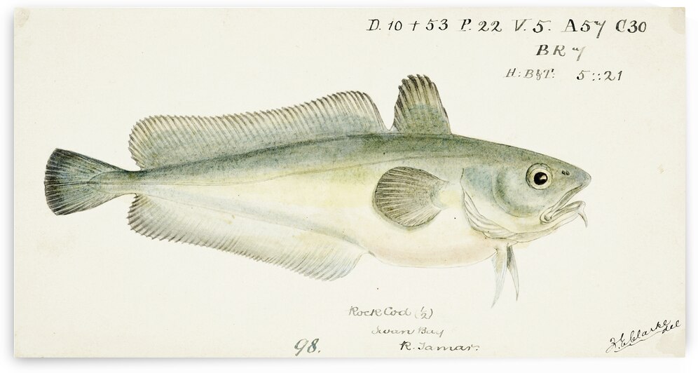 Antique fish Pseudophycis barbata Tas : Southern Bastard Red Cod South Pacific Fishes by Frank Edward Clarke 1849-1899.  by IStockHistory com