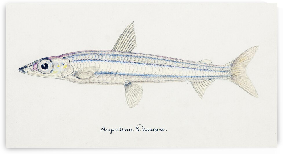 Antique fish diodon sp porcupine fish South Pacific Fishes by Frank Edward Clarke 1849-1899.  by IStockHistory com