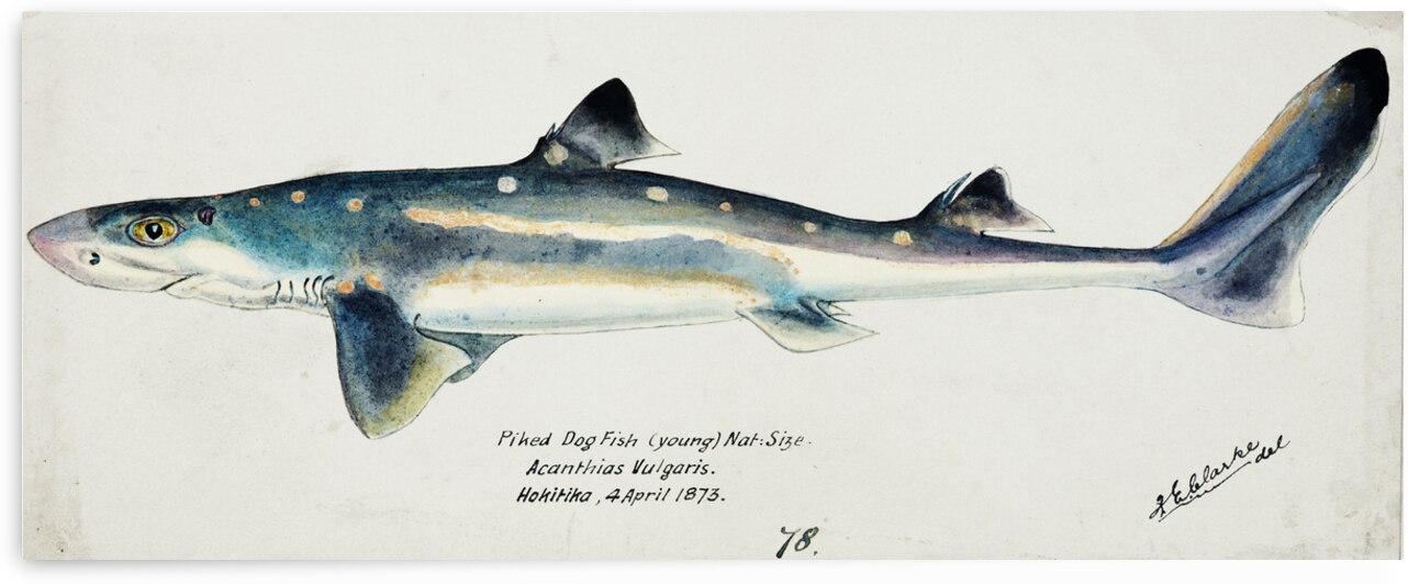 Antique fish Squalus acanthias NZ : Spotted spiny dogfish South Pacific Fishes by Frank Edward Clarke 1849-1899.  by IStockHistory com