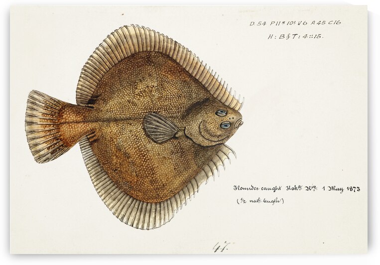 Antique fish Rhombosolea plebeia NZ : Sand flounder South Pacific Fishes by Frank Edward Clarke 1849-1899.  by IStockHistory com