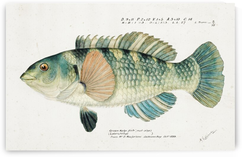 Antique fish Wrasse South Pacific Fishes by Frank Edward Clarke 1849-1899.  by IStockHistory com