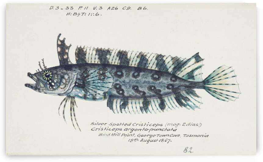 Antique fish possibly cristiceps sp weedfish South Pacific Fishes by Frank Edward Clarke 1849-1899.  by IStockHistory com