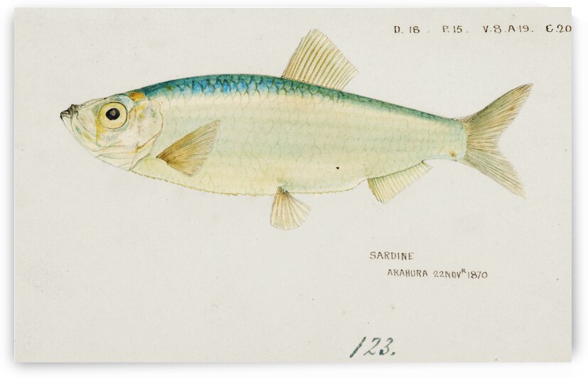 Antique fish Sardine South Pacific Fishes by Frank Edward Clarke 1849-1899.  by IStockHistory com