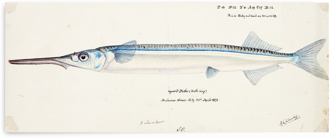 Antique fish Hyporhamphus Melanochir South Pacific Fishes by Frank Edward Clarke 1849-1899.  by IStockHistory com