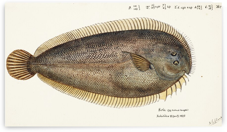 Antique fish New Zealand Sole South Pacific Fishes by Frank Edward Clarke 1849-1899.  by IStockHistory com