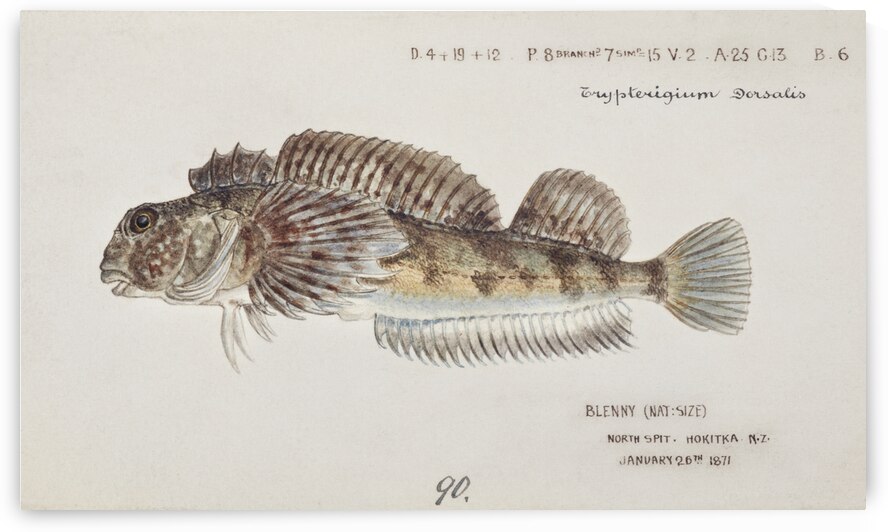 Antique fish Blennodon dorsale Giant triplefin South Pacific Fishes by Frank Edward Clarke 1849-1899.  by IStockHistory com