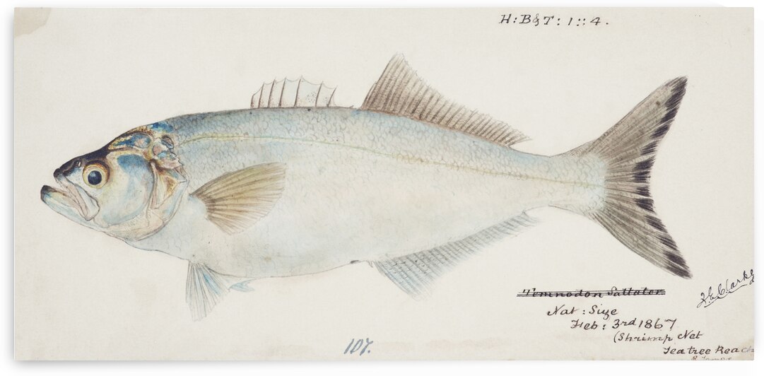Antique fish possibly pomatomus saltatrix tailor South Pacific Fishes by Frank Edward Clarke 1849-1899.  by IStockHistory com