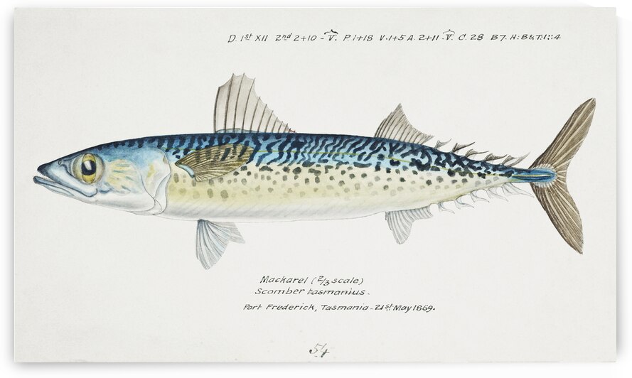 Antique fish scomber australasicus blue mackerel South Pacific Fishes by Frank Edward Clarke 1849-1899.  by IStockHistory com