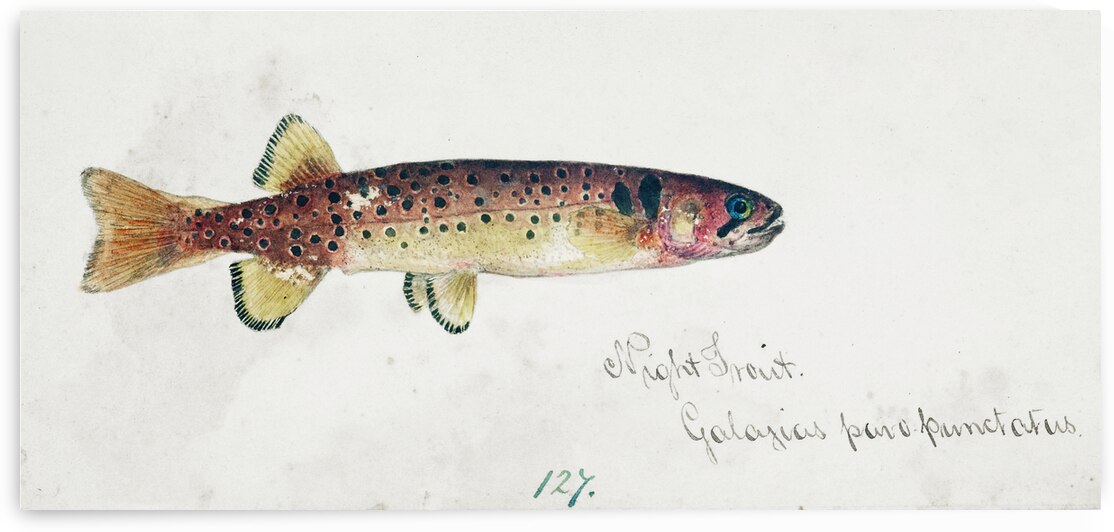 Antique fish Galaxias Maculatus South Pacific Fishes by Frank Edward Clarke 1849-1899.  by IStockHistory com