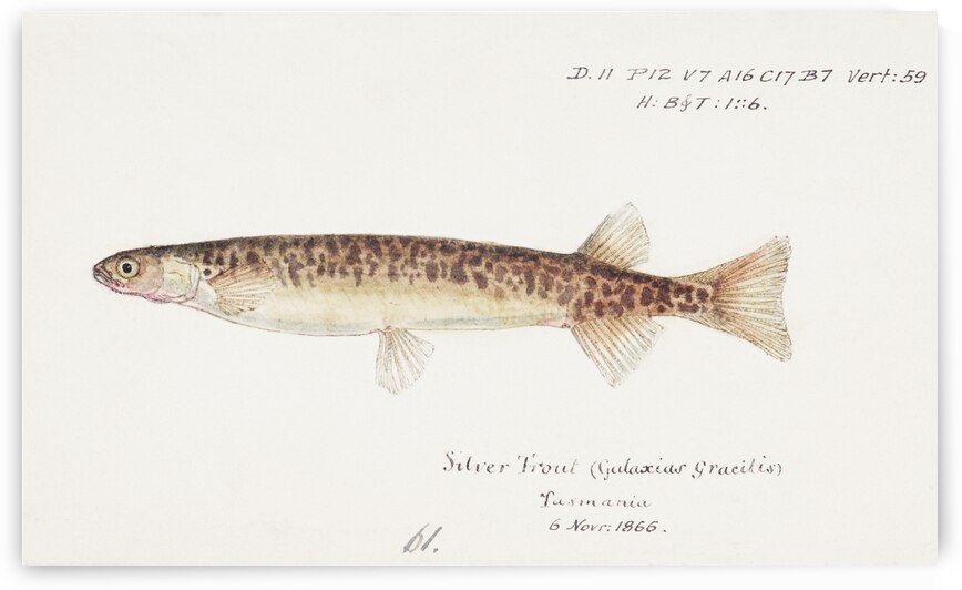Antique fish galaxias gracilis dwarf inanga South Pacific Fishes by Frank Edward Clarke 1849-1899.  by IStockHistory com