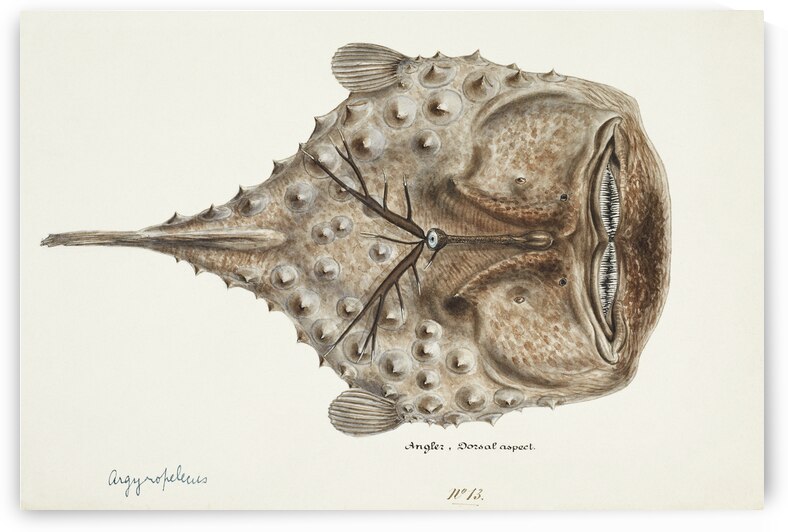 Antique Prickly anglerfish South Pacific Fishes by Frank Edward Clarke 1849-1899.  by IStockHistory com